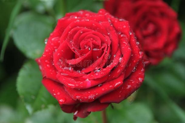 新鲜的红色的花园玫瑰采用ra采用落下.水珠向花花瓣