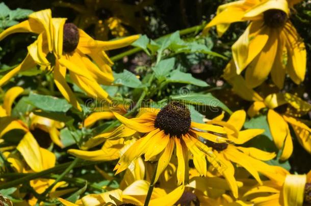 黑的有眼的苏珊,金光菊属植物赫塔,黄色的花关-在上面,塞莱