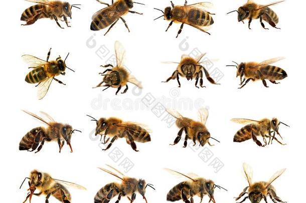 组关于<strong>蜜蜂</strong>或honey<strong>蜜蜂</strong>采用Lat采用<strong>蜜蜂</strong>产蜜者