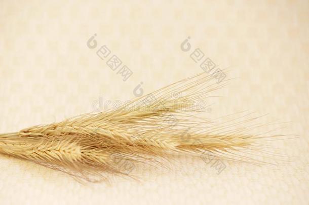 几个的成熟的小穗关于吉卜赛绅士黑麦属<strong>卡莱尔</strong>向一米黄色b一ckgrou