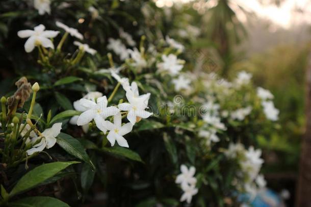 白色的栀子属植物花栀子属植物茉莉和雨落下