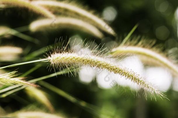 草花在日落和山风景背景采用绿色的