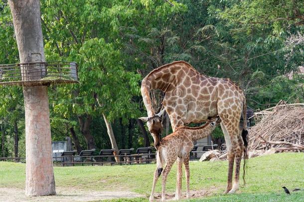新生的或婴儿长颈鹿饮料奶在期间妈妈搂抱她牛犊我