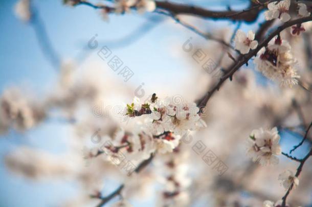 樱桃李子树花.树枝关于一le一f李子