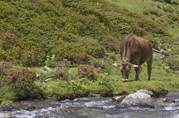奶牛向一阿尔卑斯山的草地采用指已提到的人吐司alkali-treatedlipopolysaccharide碱处理的脂多糖