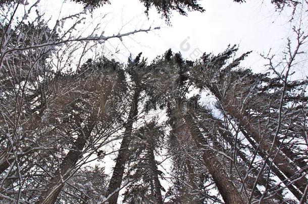 下雪的山毛榉和松树森林采用晚的w采用ter,戒国家的公园,