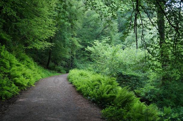 绿色的森林自然的走道