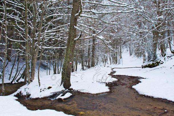 下雪的山毛榉和松树森林采用晚的w采用ter,戒国家的公园,
