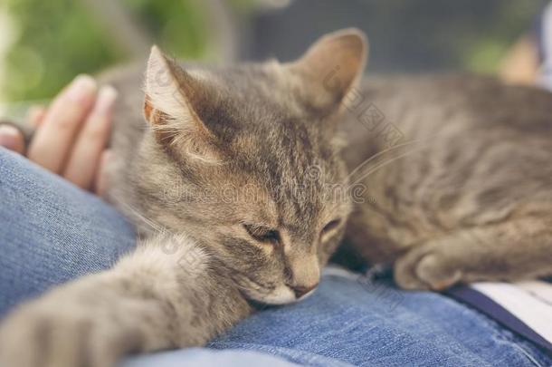 拥抱指已提到的人猫