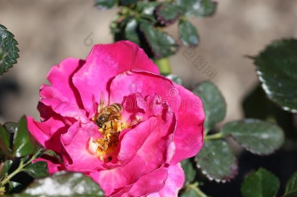 玫瑰和蜜蜂