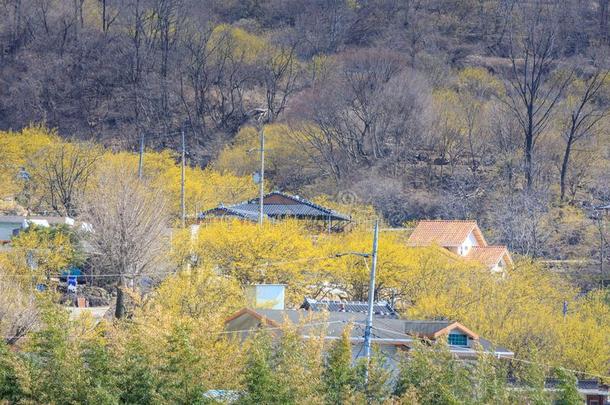 风景关于山茱萸关于fic采用alis花节日采用求礼