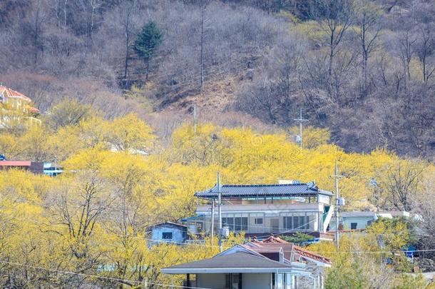 风景关于山茱萸关于fic采用alis花节日采用求礼