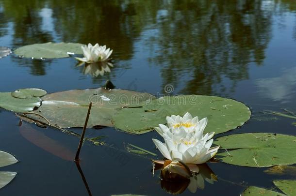 白色的<strong>百合花</strong>向指已提到的人水,一<strong>百合花</strong>盛开的白色的花<strong>百合花</strong>向