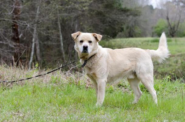 金色的寻猎物犬伟大的比利牛斯山脉原产地中国的狗混合狗