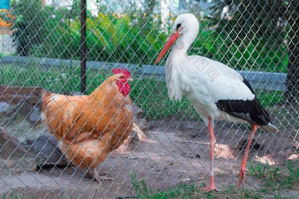 家庭的母鸡,野生的鹳鸟传达穿过拉比萨格子forexample例如