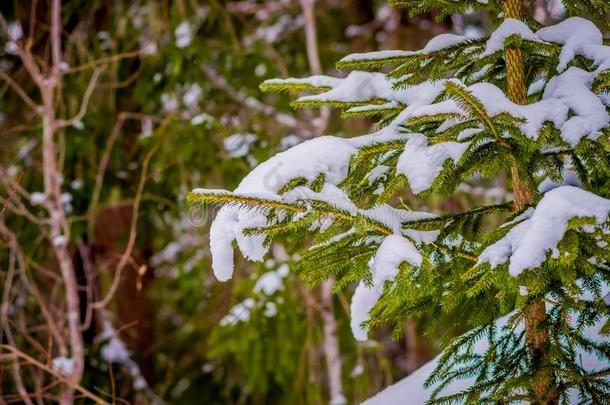 关在上面关于绿色的树枝关于松树大量的和雪里面的指已提到的人