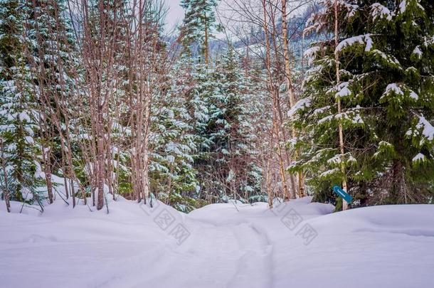 户外的看法关于松树森林大量的和雪里面的指已提到的人森林