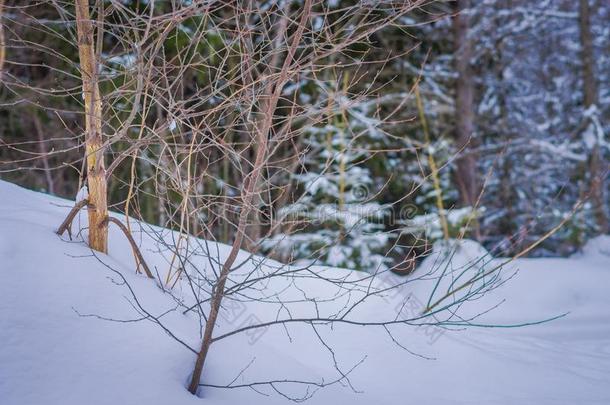 户外的看法关于干的干燥的松树树树枝大量的和雪里面的