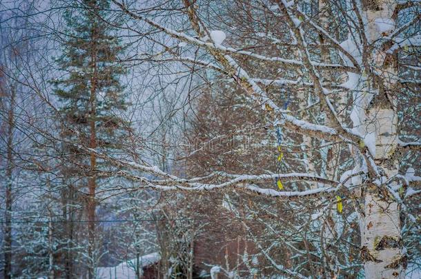 户外的看法关于松树树树枝大量的和雪里面的指已提到的人