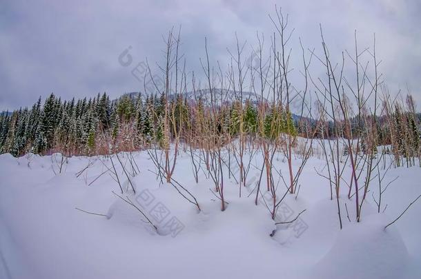 户外的看法关于干的干燥的松树树树枝大量的和雪里面的