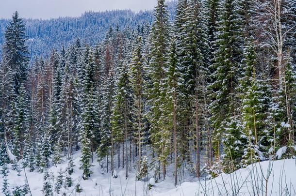 户外的看法关于松树森林大量的和雪里面的指已提到的人森林