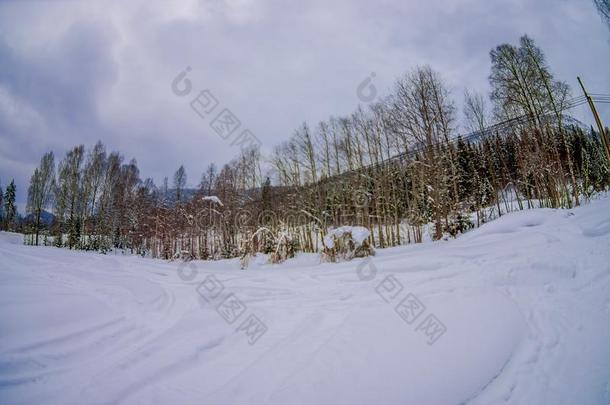 户外的看法关于松树森林大量的和雪里面的指已提到的人森林