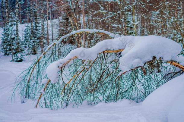 户外的看法关于干的干燥的松树树树枝大量的和雪里面的