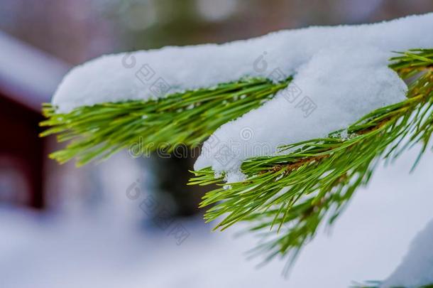 关在上面关于精心选择的集中关于绿色的树枝关于松树大量的winter冬天