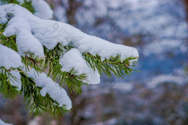 关在上面关于精心选择的集中关于绿色的树枝关于松树大量的winter冬天