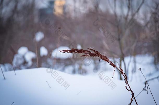 茎关于苦艾向一雪-大量的田关在上面