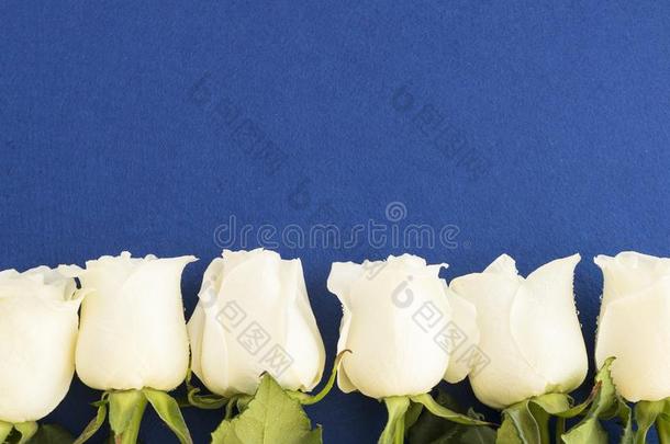 白色的玫瑰向蓝色背景.花边越过复制品空间.