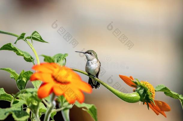 蜂鸟向一花