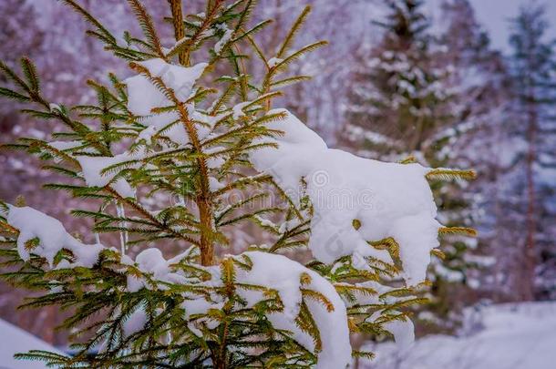 精心选择的集中关于树枝关于松树大量的和雪里面的指已提到的人