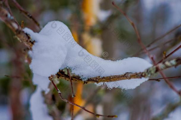 精心选择的集中关于干的干燥的树枝关于松树大量的和雪里面的