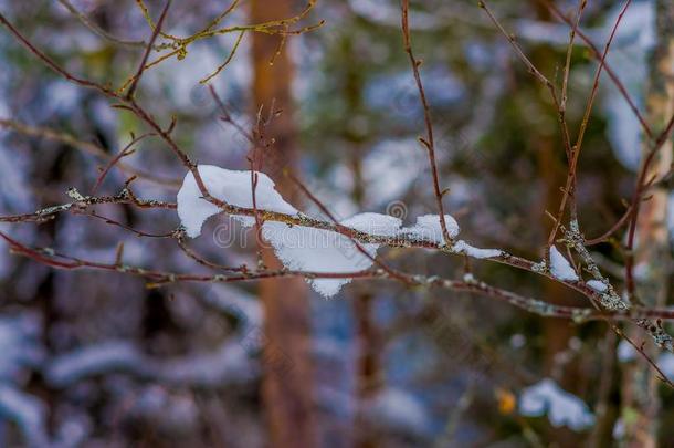 精心选择的集中关于树枝关于松树大量的和雪里面的指已提到的人
