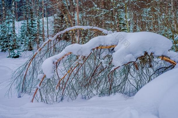 精心选择的集中关于干的干燥的树枝关于松树大量的和雪里面的