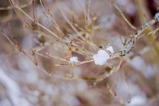 精心选择的集中关于树枝关于松树大量的和雪里面的指已提到的人