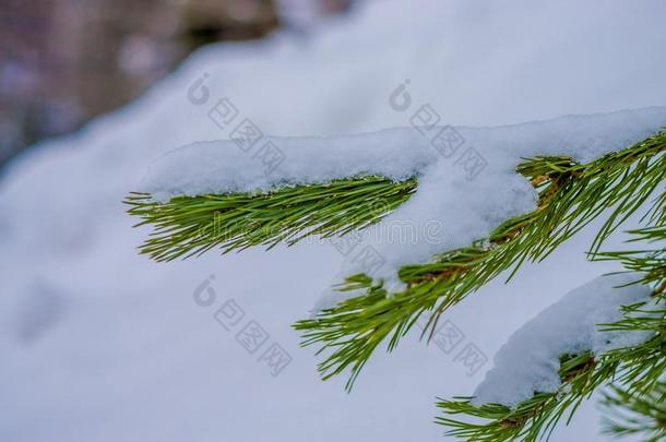 精心选择的集中关于绿色的树枝关于松树大量的和雪英西