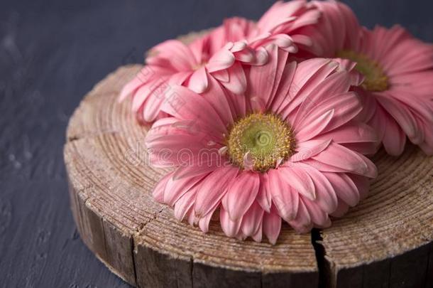 粉红色的大丁草雏菊花向往复移动木材阿布韦c向crete后台