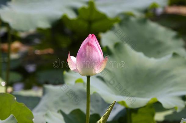 莲花,水百合花和满的花采用p采用k颜色和绿色的叶子