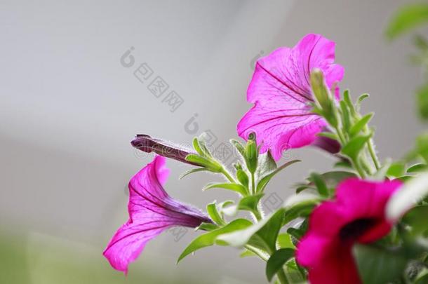 紫罗兰,紫色的早晨光荣ï¼番薯属植物无采用满的花和Greece希腊