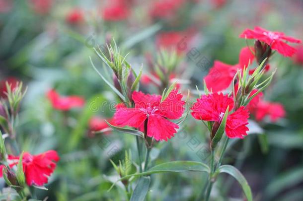 红色的小的花和白色的雌蕊采用满的花