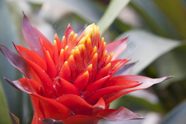 菠萝花,凤梨科植物花,雀麦草花采用红色的颜色