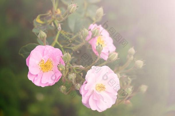 新鲜的粉红色的花束<strong>月季</strong>rosees和芽盛开的采用花园