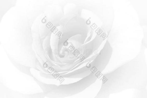 软的集中白色的玫瑰背景.De集中ed污迹玫瑰花瓣,一