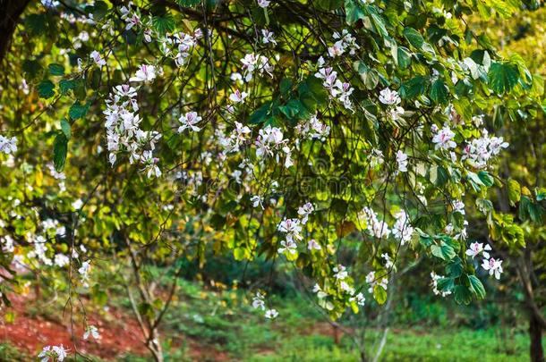 美丽的羊蹄甲属植物杂色花采用bloom采用g季节在二亚乙基三胺