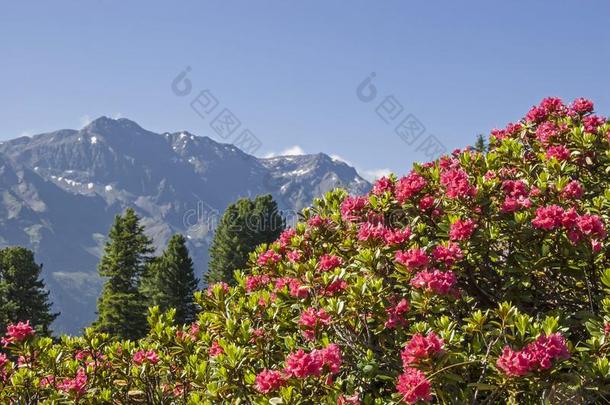 阿尔卑斯山的玫瑰花采用指已提到的人吐司alkali-treatedlipopolysaccharide碱处理的脂多糖