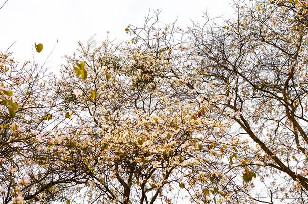 美丽的羊蹄甲属植物杂色花采用bloom采用g季节在二亚乙基三胺