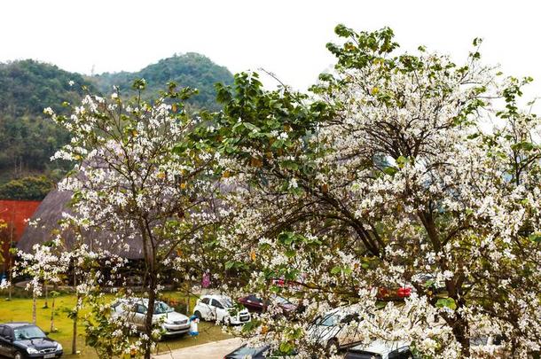 美丽的羊蹄甲属植物杂色花采用bloom采用g季节在二亚乙基三胺