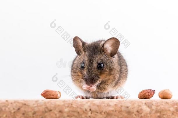 面看法关于一木材老鼠,姬鼠属：东半球田鼠的一属sylv一ticus,一次向一int.<strong>轻微</strong>的感叹词